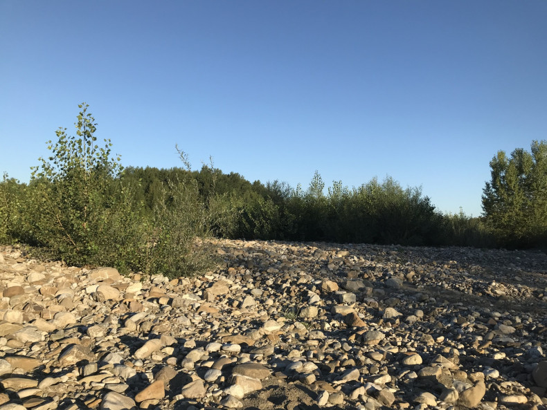 The wolf's trail