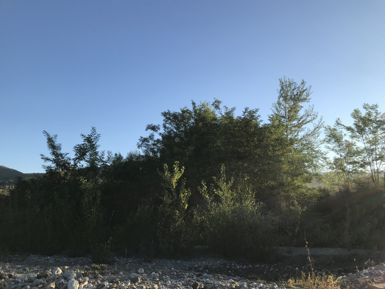 The wolf's trail